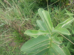 Asclepias syriaca