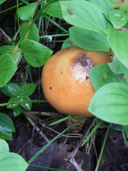 Cortinarius trivialis