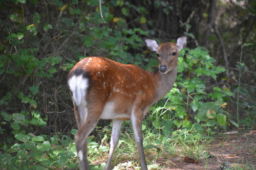 Sika Deer photographed in Virginia