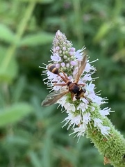 Physocephala marginata