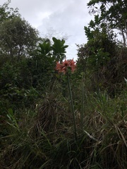 Hippeastrum stylosum