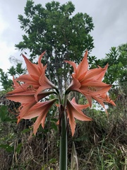 Hippeastrum stylosum