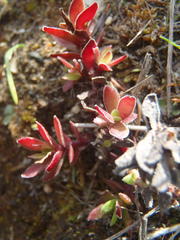 Crassula obtusa