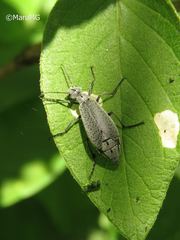 Epicauta maculata-group