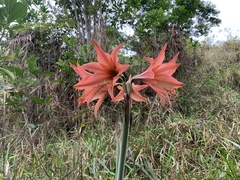 Hippeastrum stylosum