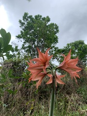 Hippeastrum stylosum