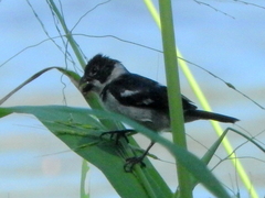 Sporophila americana