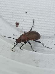Carabus arvensis