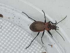 Carabus arvensis
