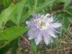 Passiflora incarnata