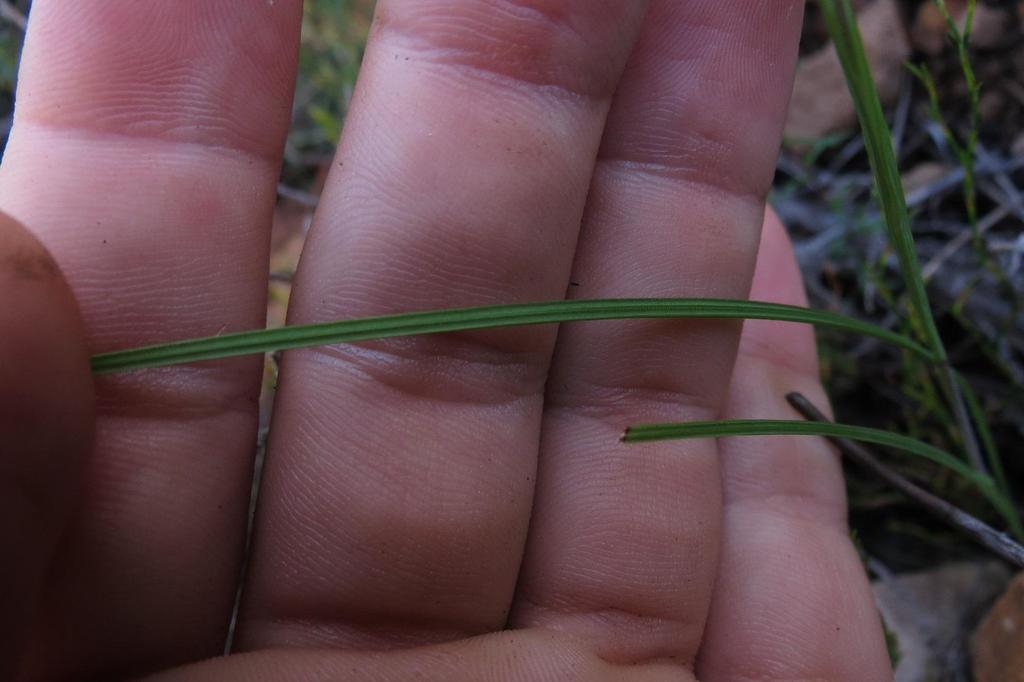 Geissorhiza heterostyla, Northern Kamanassie Nature Reserve