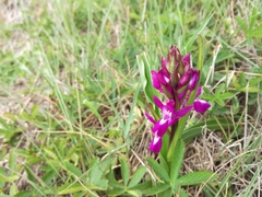 Anacamptis