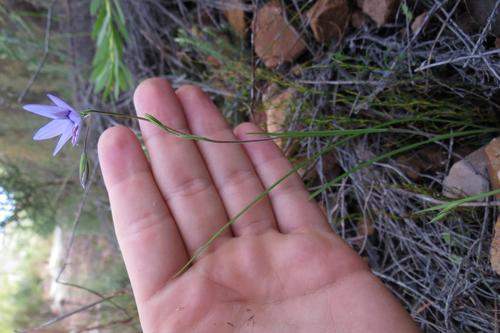 Geissorhiza heterostyla