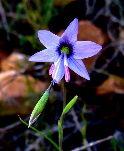 Geissorhiza heterostyla