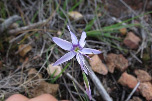 Geissorhiza heterostyla