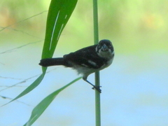 Sporophila americana