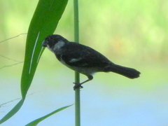 Sporophila americana