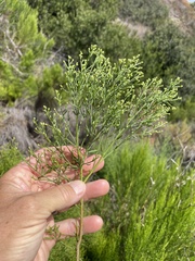 Baccharis sarothroides × pilularis