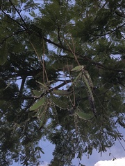 Parkia pendula