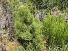 Baccharis sarothroides × pilularis