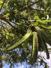 Parkia pendula
