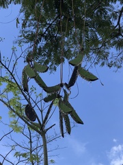 Parkia pendula