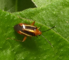 Horciasinus signoreti