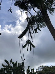 Parkia pendula