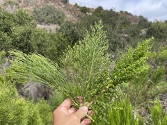 Baccharis sarothroides × pilularis