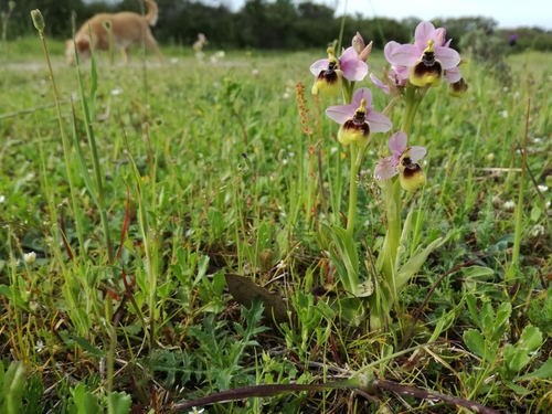 Sawfly Orchid