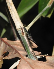 Colobathristidae