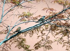 Passer diffusus stygiceps