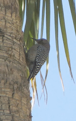 Melanerpes uropygialis