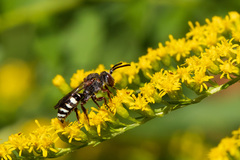 Nomada vicina