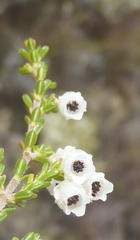 Erica fimbriata