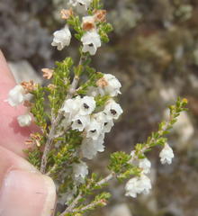 Erica fimbriata