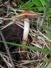 Cortinarius trivialis