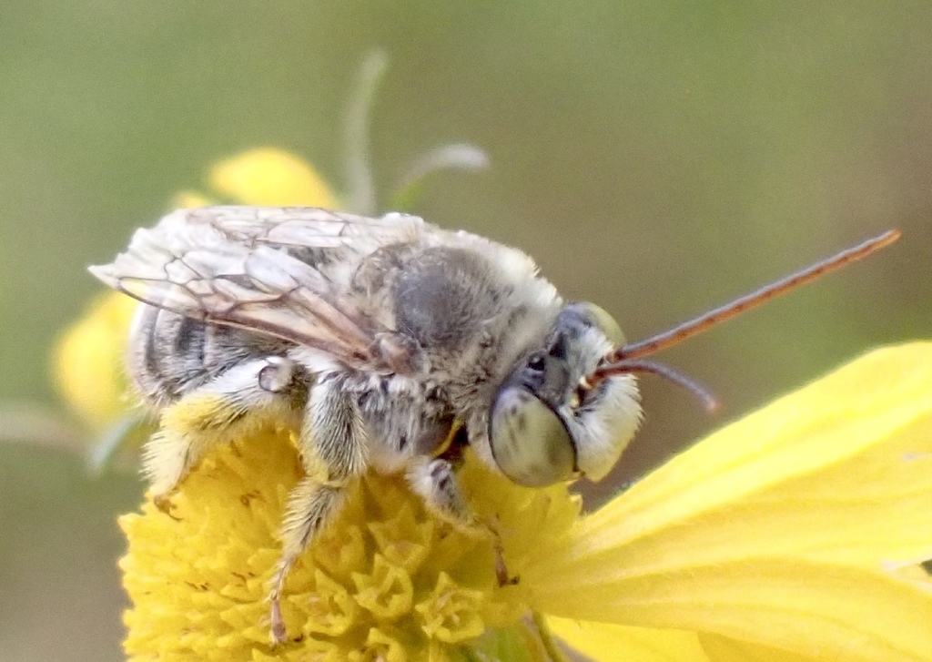 Eumelissodes from Eupora, MS, US on August 22, 2021 at 0257 PM by