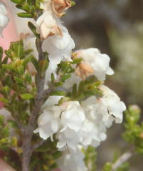 Erica fimbriata
