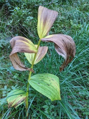 Veratrum lobelianum