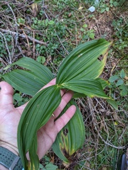 Veratrum lobelianum