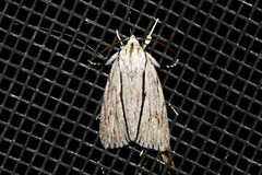 Acronicta perblanda