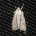 Acronicta perblanda - Photo (c) Royal Tyler, some rights reserved (CC BY-NC-SA), uploaded by Royal Tyler