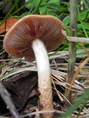 Cortinarius trivialis