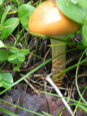 Cortinarius trivialis