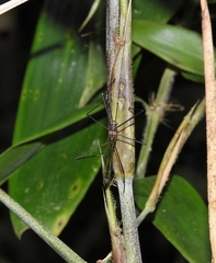 Colobathristidae