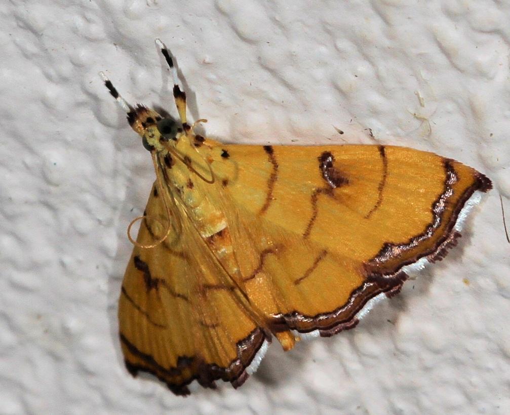 Hyalobathra charopalis