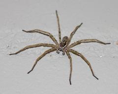 Palystella namaquensis