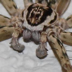 Palystella namaquensis