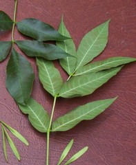 Fraxinus pennsylvanica subintegerrima